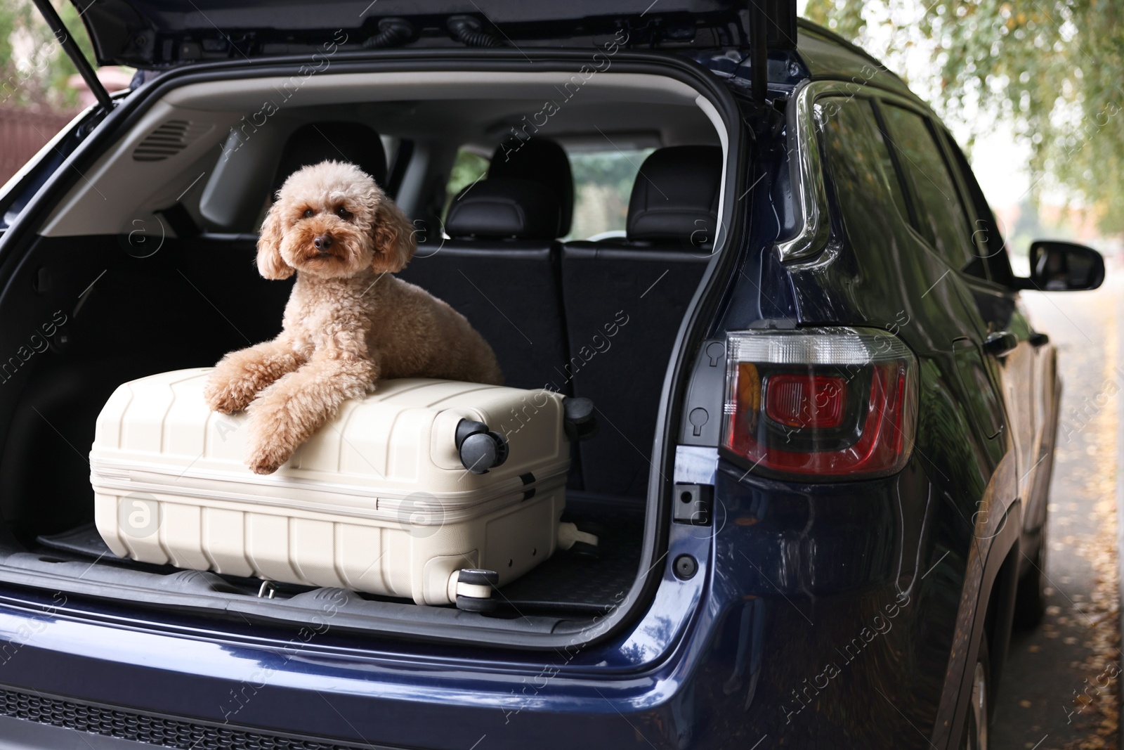 Photo of Cute Toy Poodle dog and suitcase in car trunk