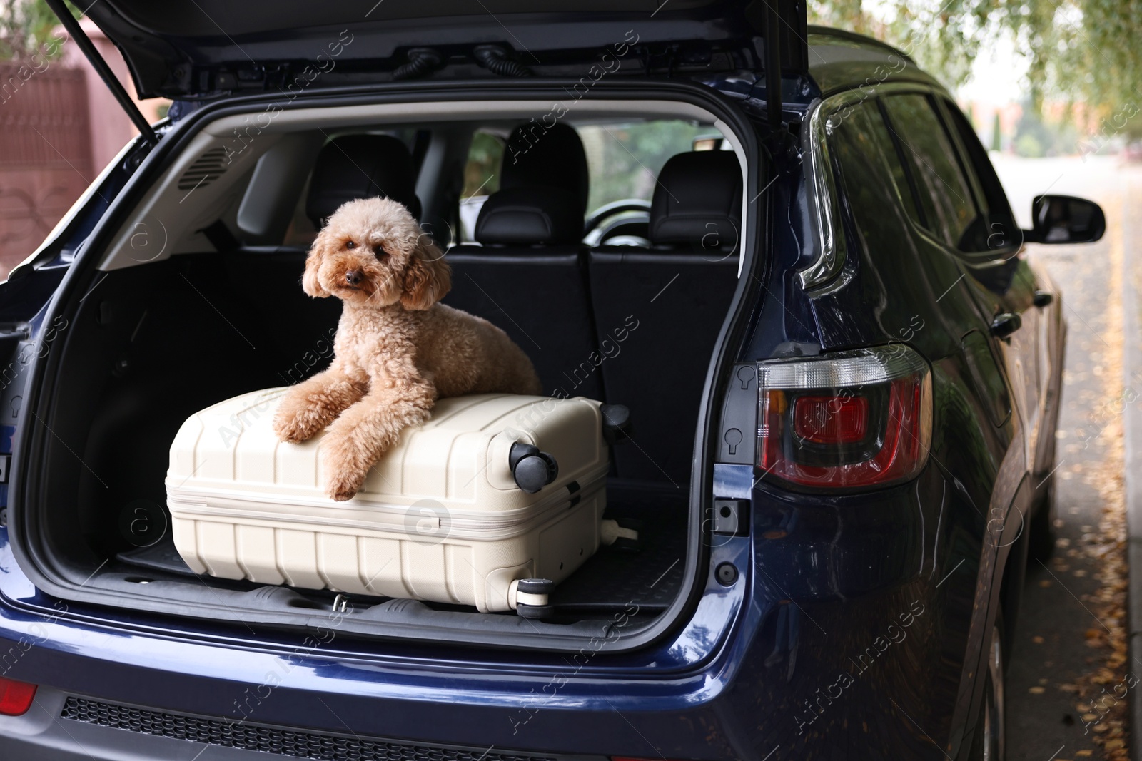 Photo of Cute Toy Poodle dog and suitcase in car trunk