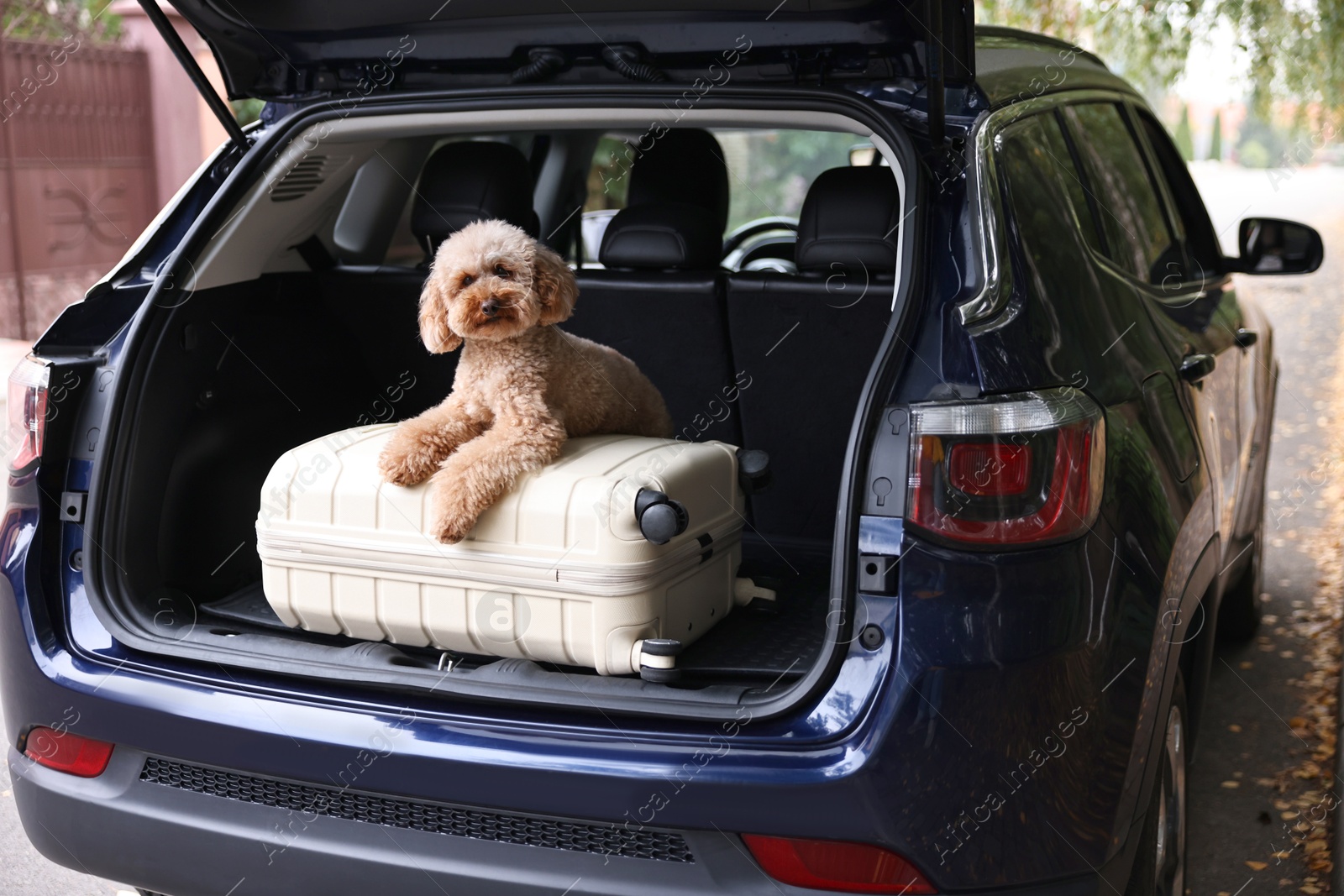 Photo of Cute Toy Poodle dog and suitcase in car trunk