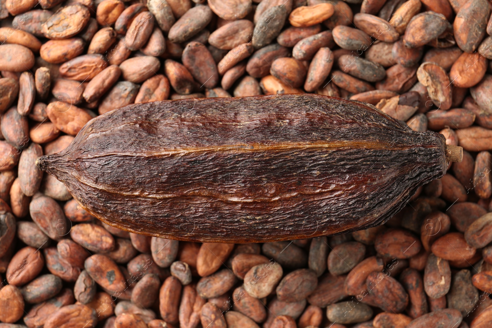 Photo of Natural cocoa pod on beans, top view