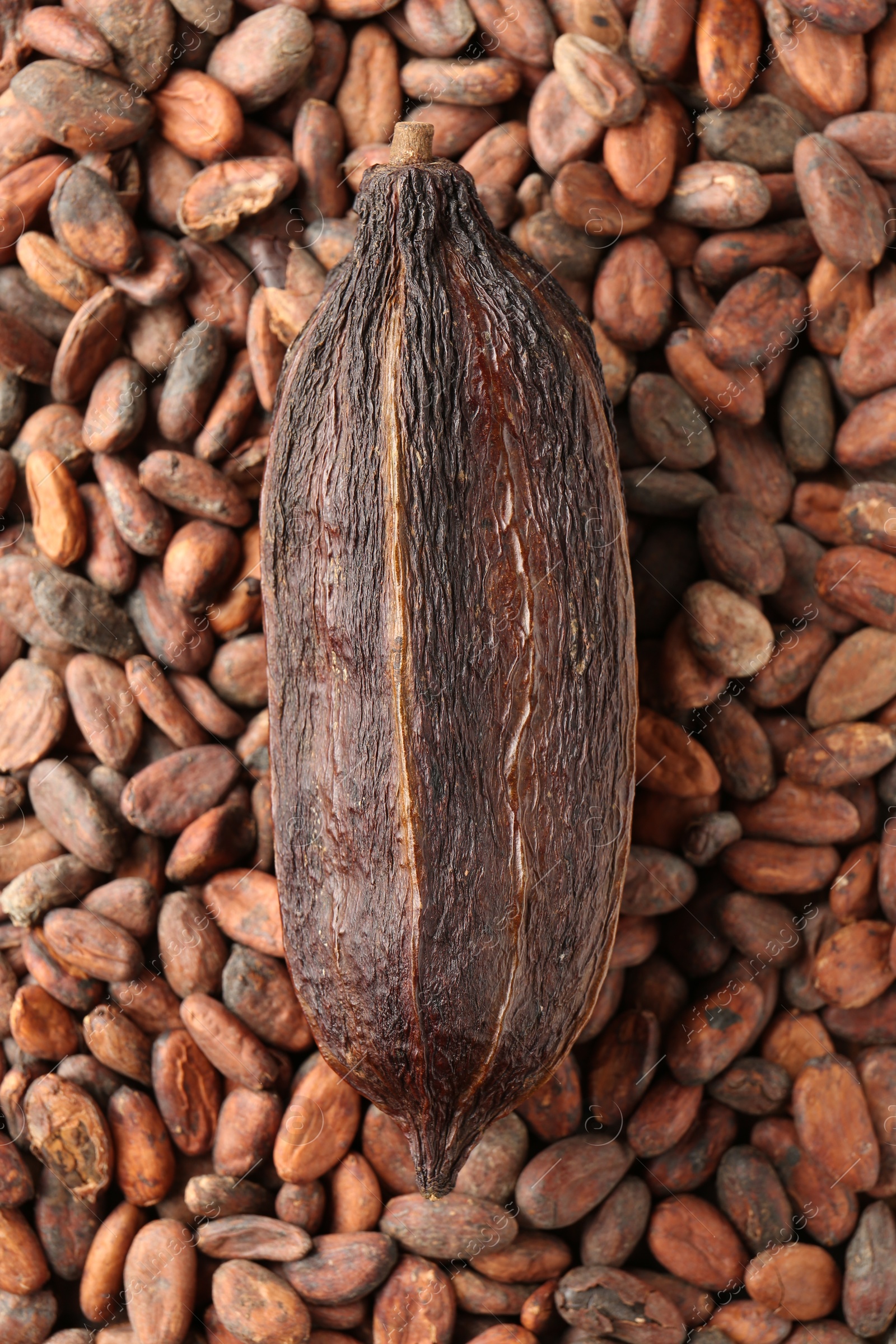 Photo of Natural cocoa pod on beans, top view