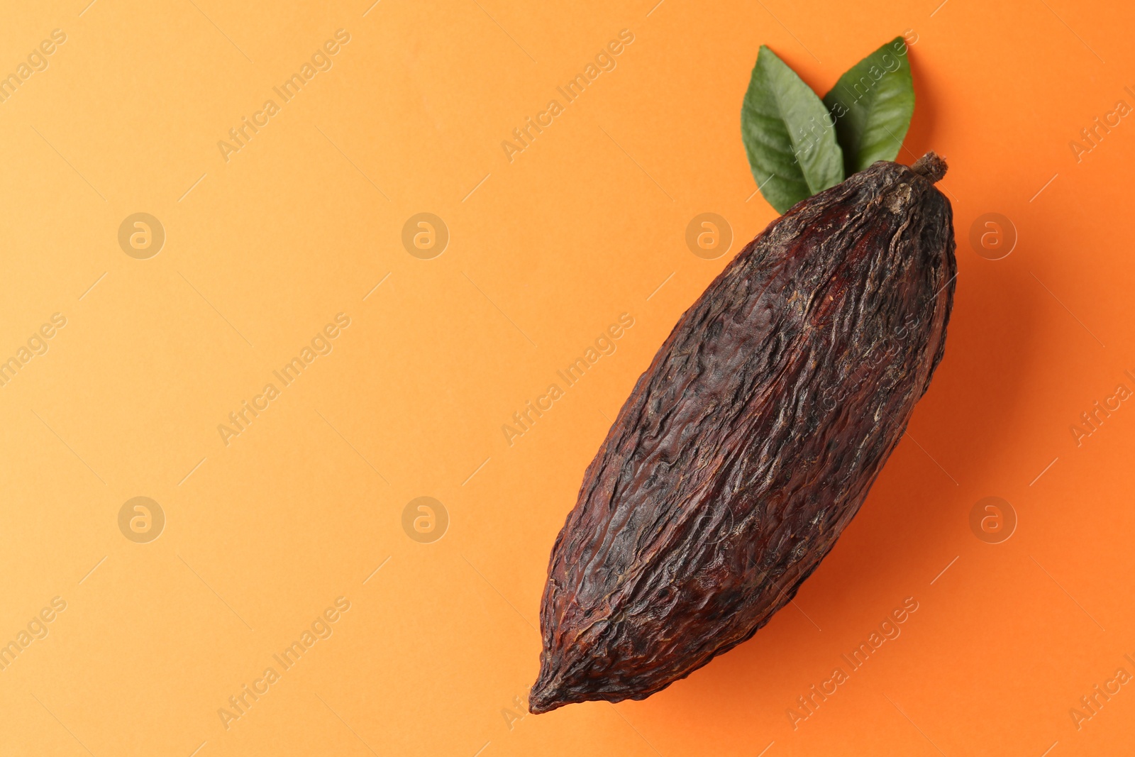 Photo of Natural cocoa pod on orange background, top view. Space for text