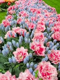 Photo of Many beautiful tulip and muscari flowers growing outdoors, closeup. Spring season