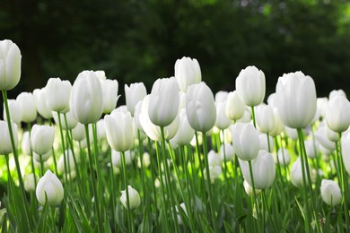 Photo of Many beautiful white tulip flowers growing outdoors, closeup. Spring season