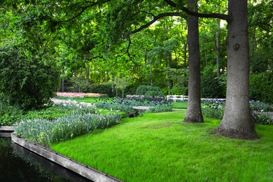 Photo of Park with beautiful plants and water canal on sunny day. Spring season