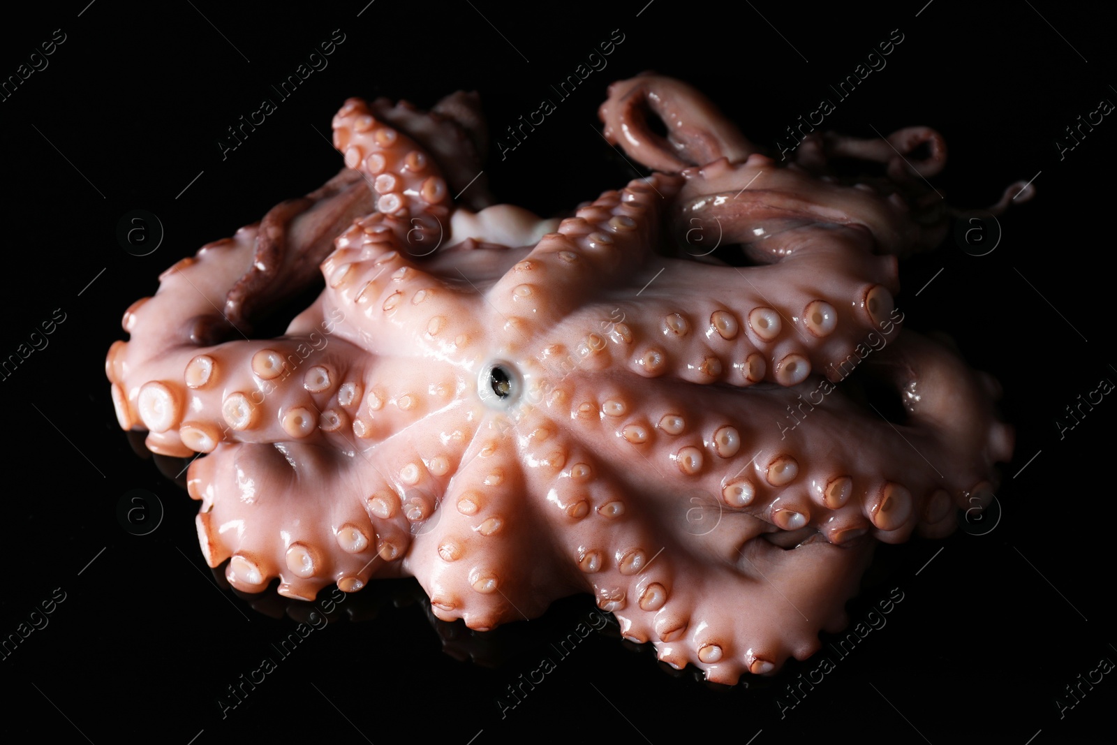 Photo of One fresh raw octopus on black background, closeup