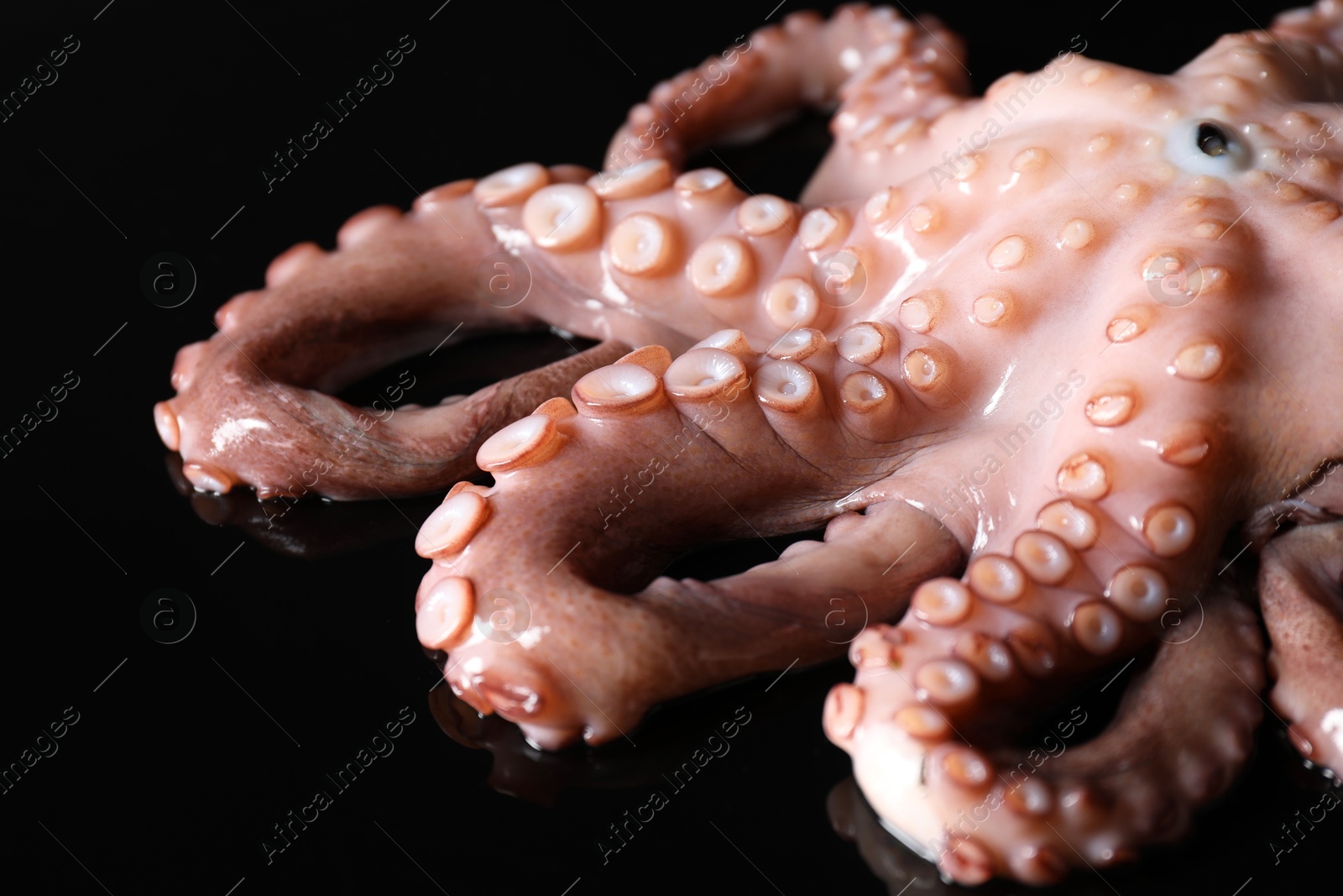 Photo of One fresh raw octopus on black background, closeup