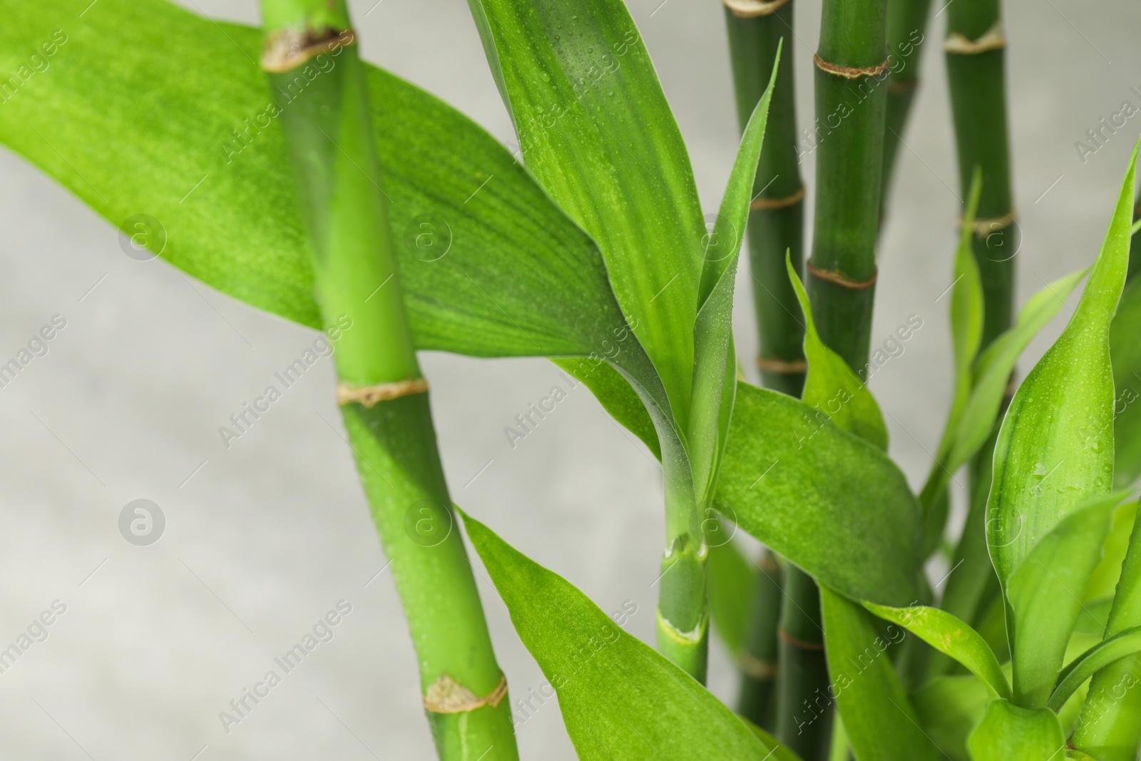 Photo of Beautiful decorative bamboo plant on blurred background, closeup