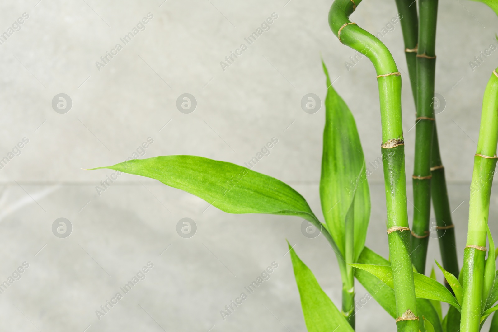 Photo of Beautiful decorative bamboo plant on blurred background, closeup