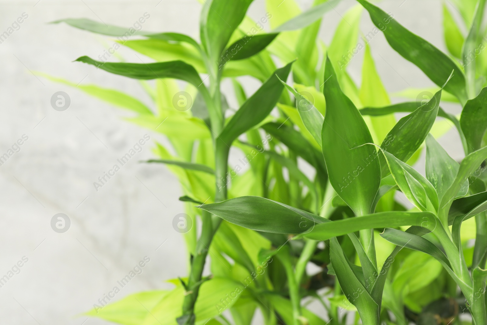 Photo of Beautiful decorative bamboo plant on blurred background, closeup