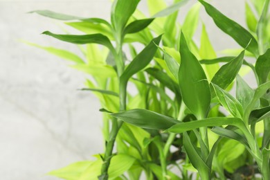 Photo of Beautiful decorative bamboo plant on blurred background, closeup