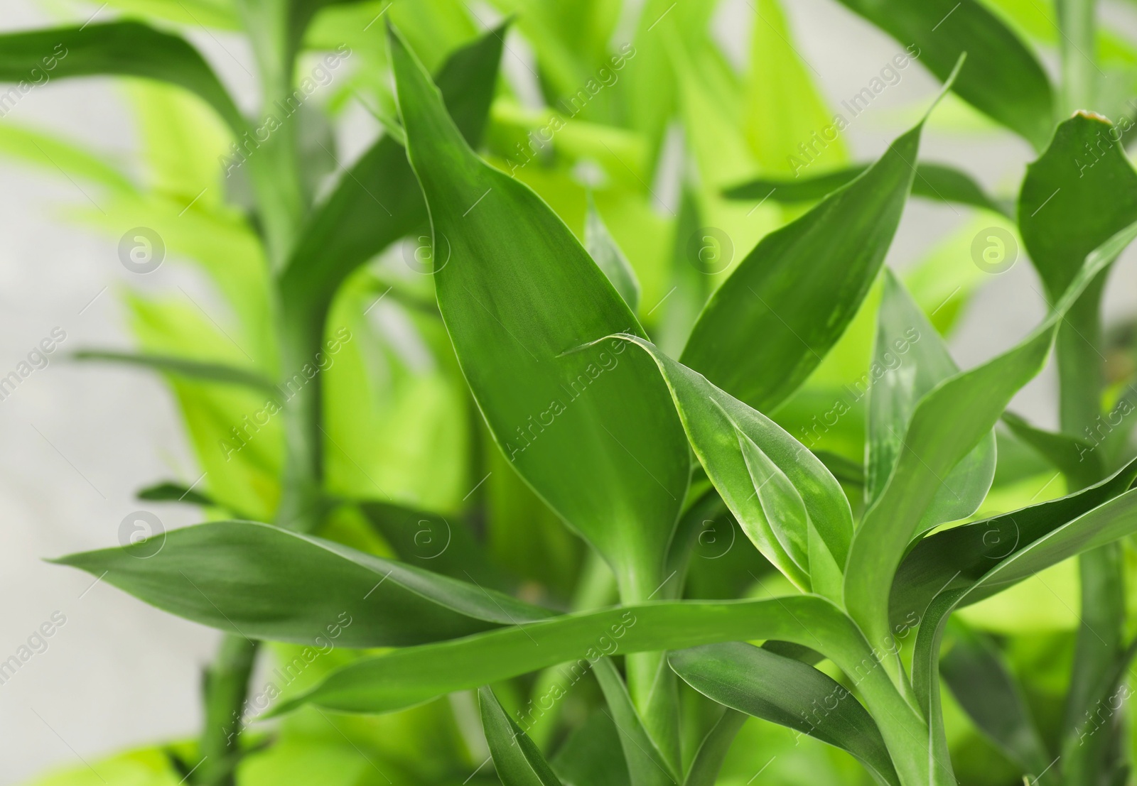 Photo of Beautiful decorative bamboo plant on blurred background, closeup