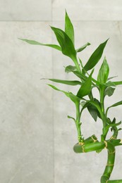 Beautiful decorative bamboo plant near grey tiled wall