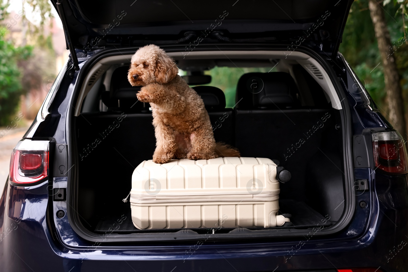 Photo of Cute Toy Poodle dog and suitcase in car trunk