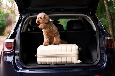 Photo of Cute Toy Poodle dog and suitcase in car trunk