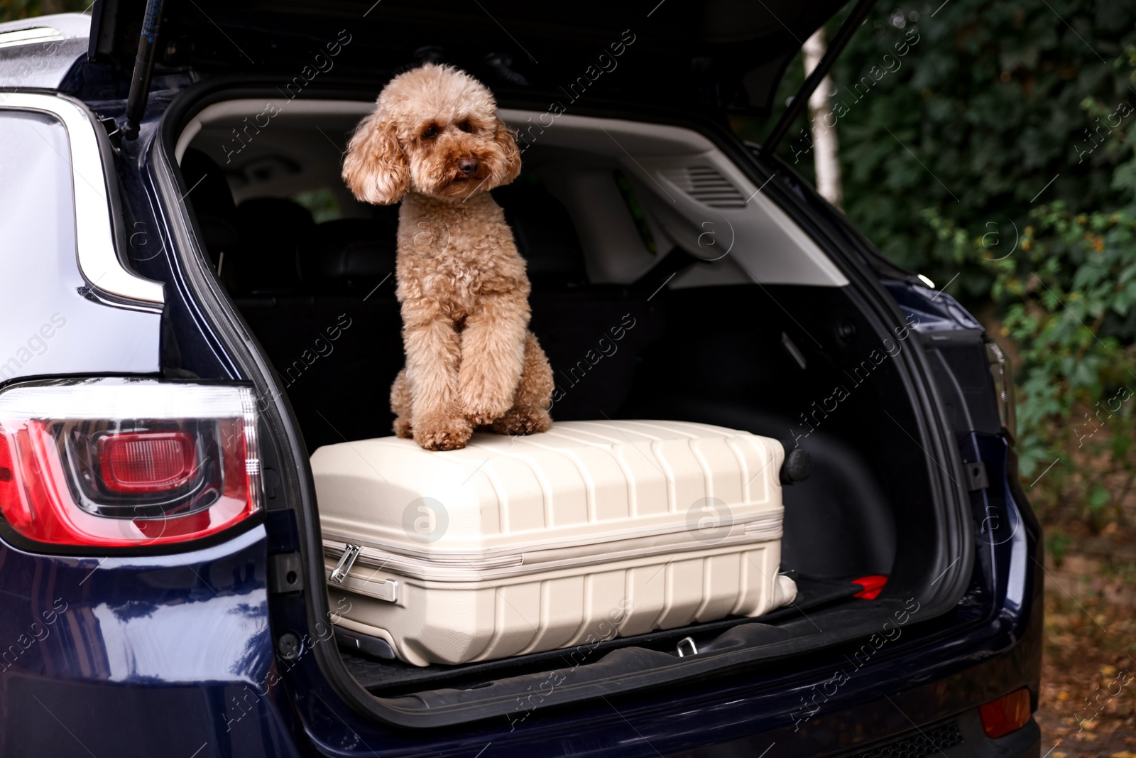 Photo of Cute Toy Poodle dog and suitcase in car trunk