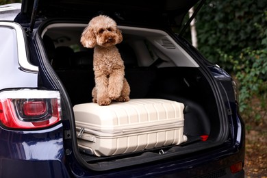 Photo of Cute Toy Poodle dog and suitcase in car trunk