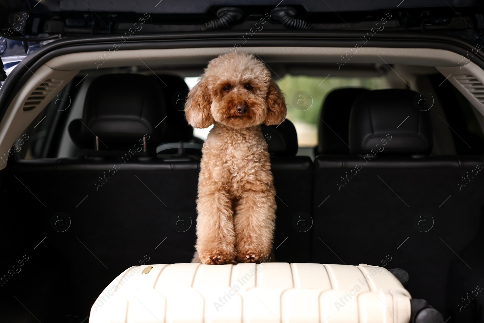 Photo of Cute Toy Poodle dog and suitcase in car trunk