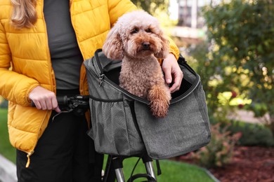 Photo of Woman with bicycle and cute Toy Poodle dog in pet carrier outdoors, closeup