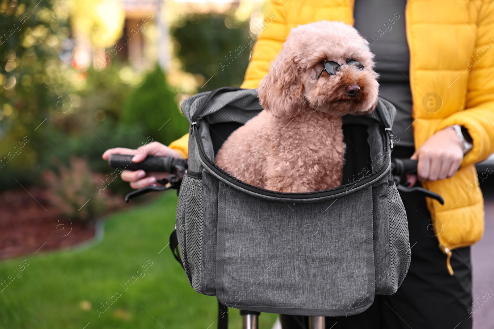 Photo of Woman with bicycle and cute Toy Poodle dog in sunglasses outdoors, closeup