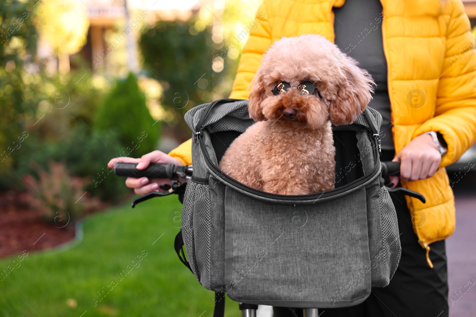 Photo of Woman with bicycle and cute Toy Poodle dog in sunglasses outdoors, closeup