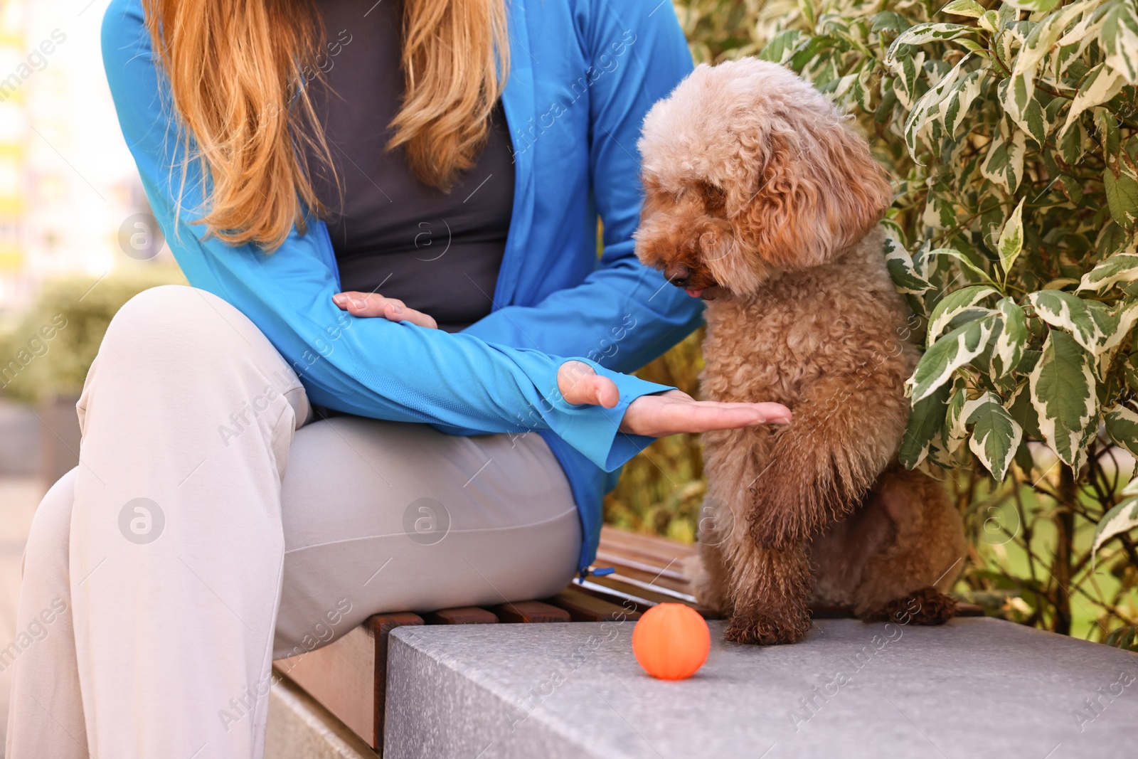 Photo of Cute Toy Poodle dog giving paw to owner outdoors, closeup