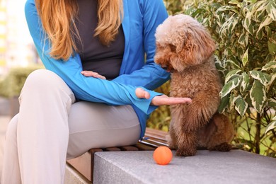 Photo of Cute Toy Poodle dog giving paw to owner outdoors, closeup