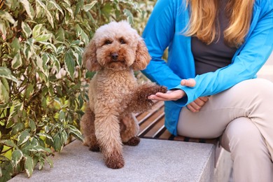 Photo of Cute Toy Poodle dog giving paw to owner outdoors, closeup