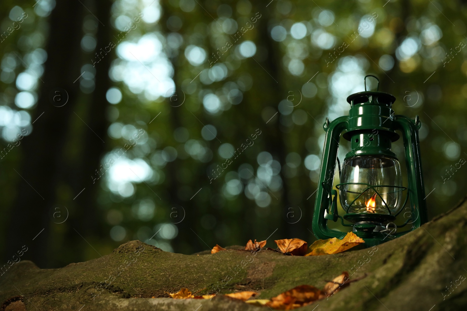 Photo of Vintage kerosene lamp near tree in forest at evening, space for text