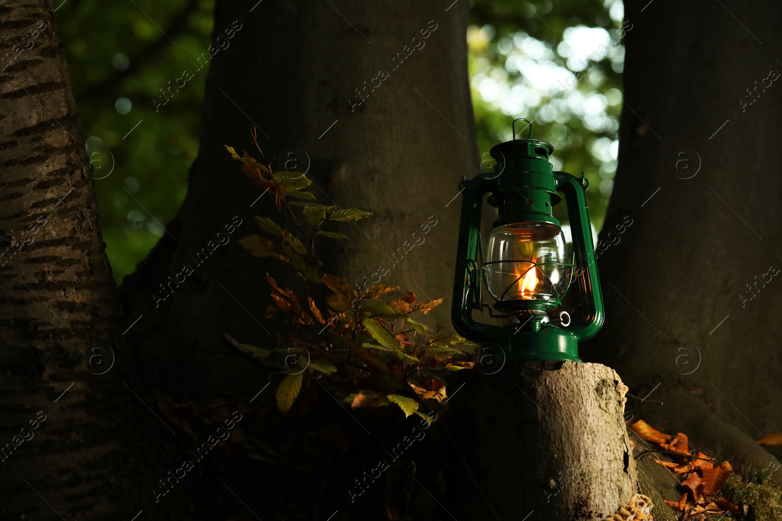 Photo of Vintage kerosene lamp near tree in forest at evening, space for text