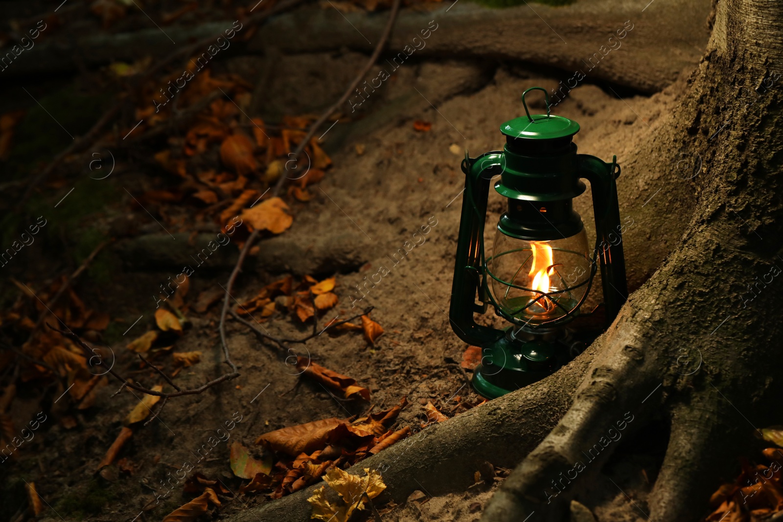 Photo of Vintage kerosene lamp near tree in forest at evening, space for text