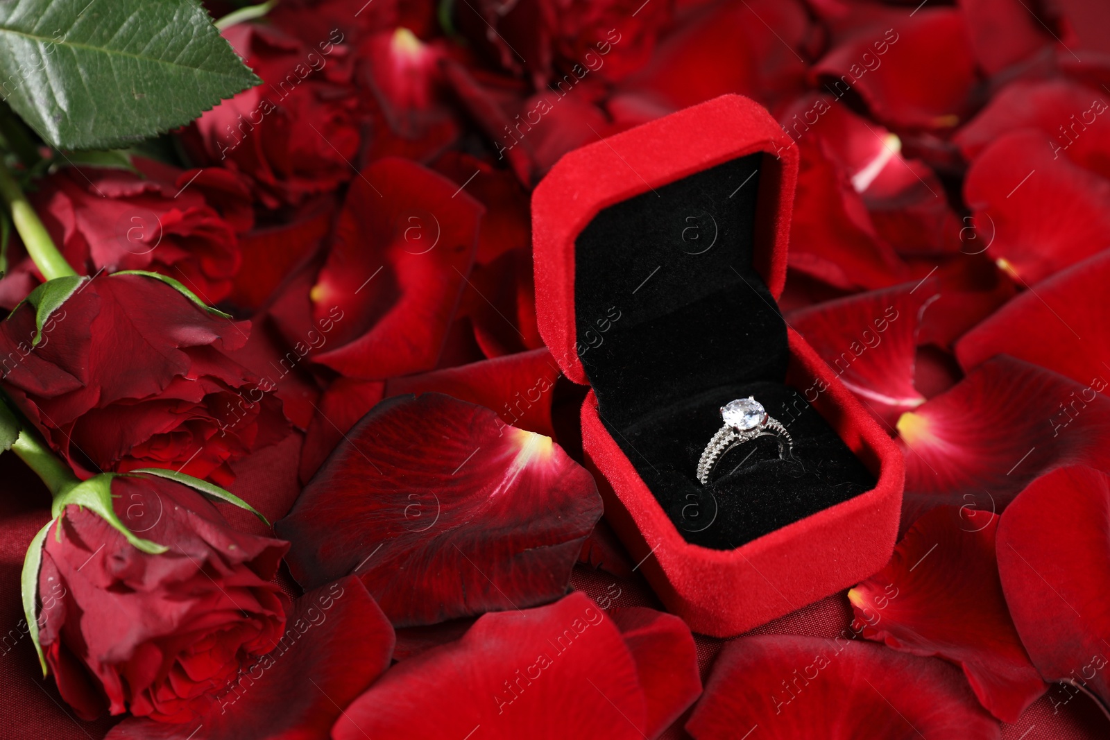 Photo of Engagement ring in box, rose flowers and petals, closeup. Romantic proposal