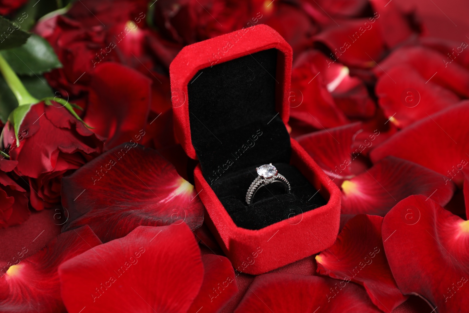 Photo of Engagement ring in box, rose flowers and petals, closeup. Romantic proposal