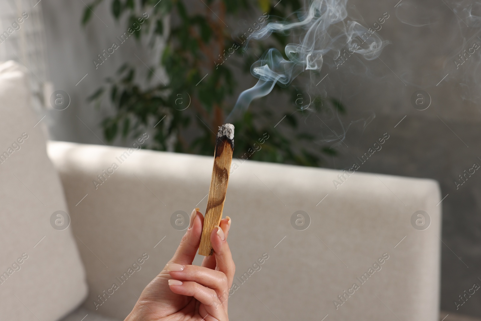 Photo of Woman with smoldering palo santo stick at home, closeup