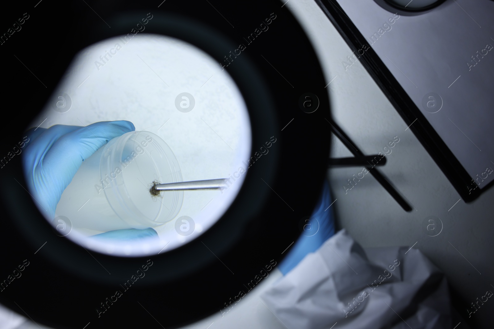 Photo of Forensic expert putting hair sample into plastic container at table, top view