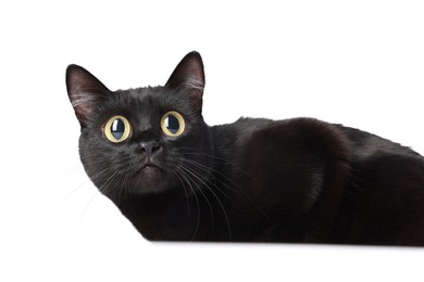 Image of Cute black cat with big eyes on white background. Adorable pet