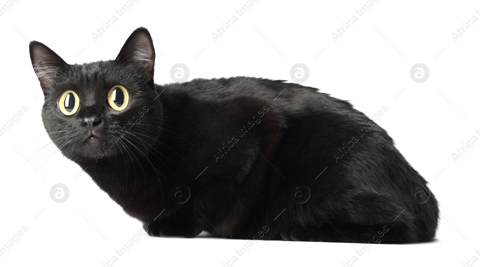 Image of Cute black cat with big eyes on white background. Adorable pet