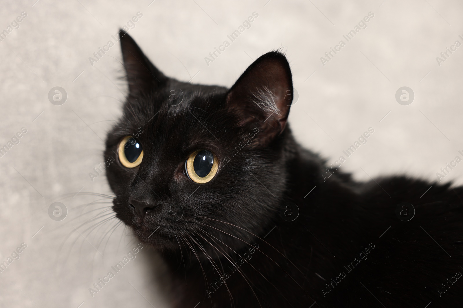 Image of Cute black cat with big eyes on light grey background, closeup. Adorable pet