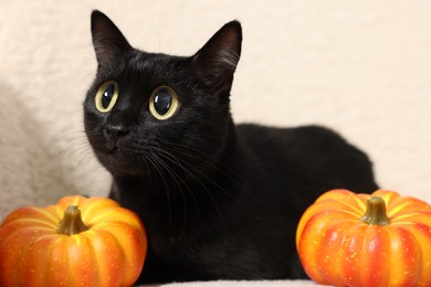 Image of Cute black cat with big eyes lying on white armchair near pumpkins, closeup. Adorable pet