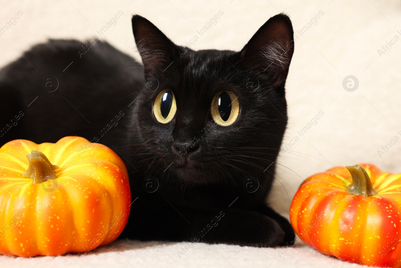 Image of Cute black cat with big eyes lying on white armchair near pumpkins, closeup. Adorable pet