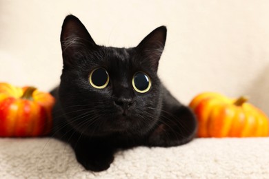 Image of Cute black cat with big eyes lying on white armchair near pumpkins, closeup. Adorable pet