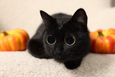 Image of Cute black cat with big eyes lying on white armchair near pumpkins, closeup. Adorable pet