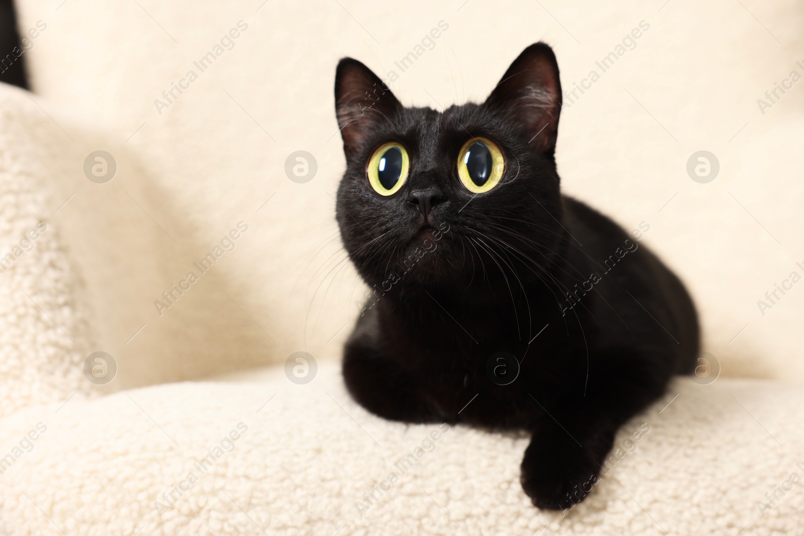 Image of Cute black cat with big eyes lying on white armchair, closeup. Adorable pet