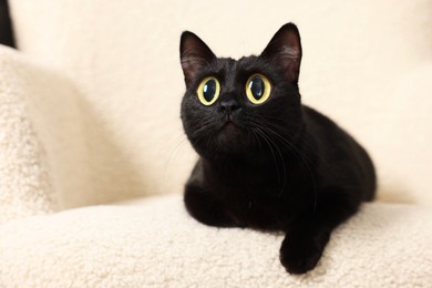 Image of Cute black cat with big eyes lying on white armchair, closeup. Adorable pet