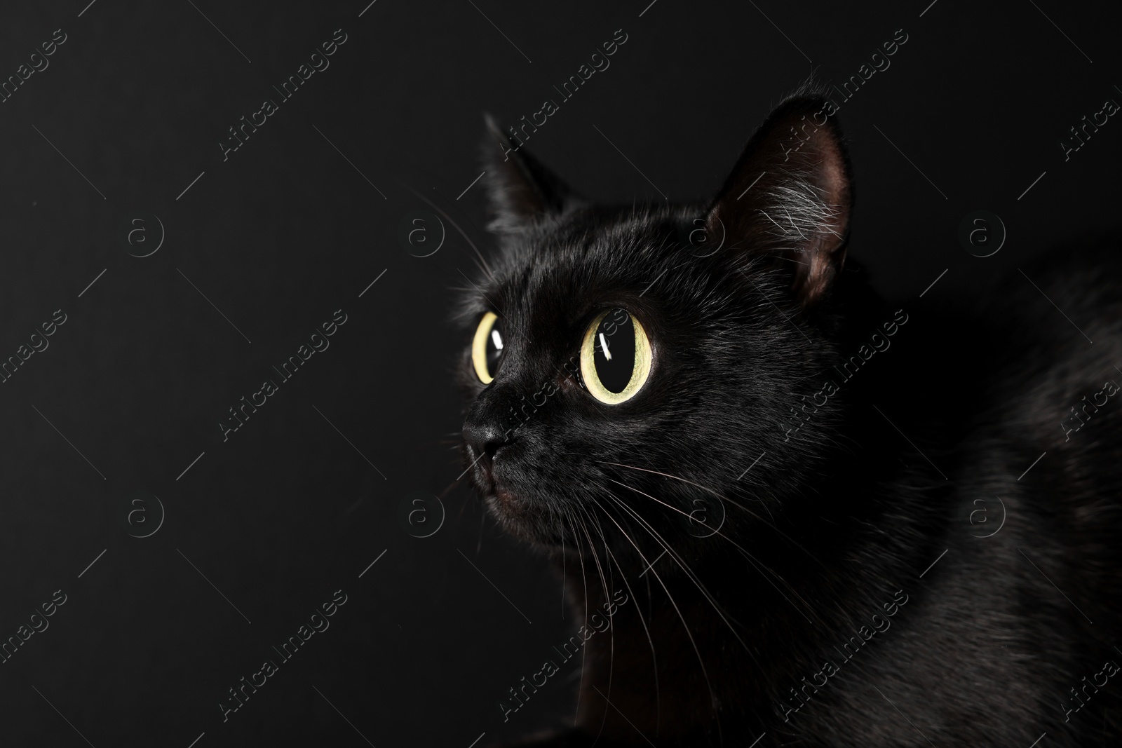 Image of Cute cat with big eyes on black background, closeup and space for text. Adorable pet