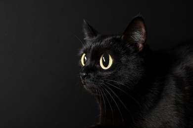 Image of Cute cat with big eyes on black background, closeup and space for text. Adorable pet