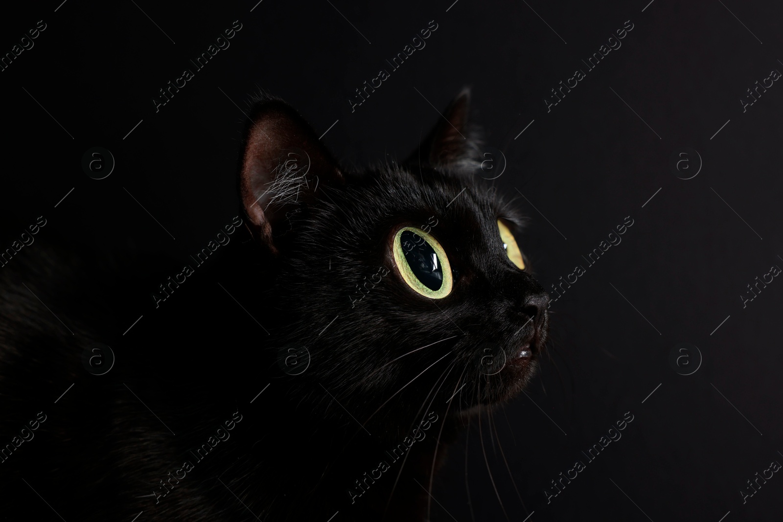 Image of Cute cat with big eyes on black background, closeup. Adorable pet