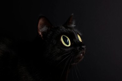 Image of Cute cat with big eyes on black background, closeup. Adorable pet