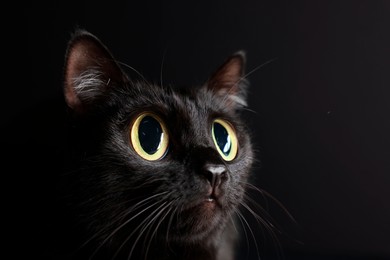 Image of Cute cat with big eyes on black background, closeup. Adorable pet