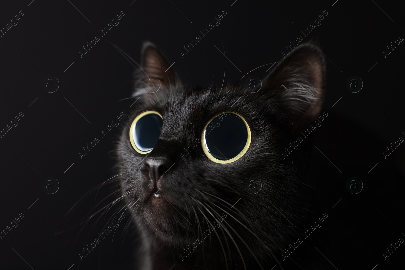 Image of Cute cat with big eyes on black background, closeup. Adorable pet